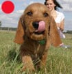 Basset Fauve De Bretagne in the UK