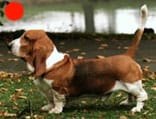 Basset Hound in the UK