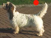Basset Griffon Vendeen (Grand and Petit) in the UK