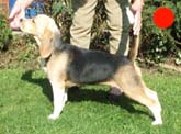 Beagle in the UK