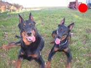 Beauceron in the UK