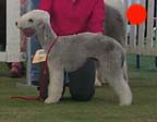 Bedlington Terrier in the UK