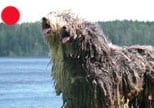 Bergamasco in the UK