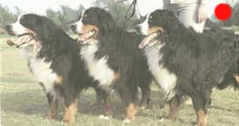 Bernese Mountain Dog in the UK