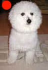 Bichon Frise in the UK
