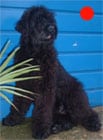 Russian Black Terriers in the UK