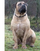 Boerboel in the UK