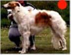 Borzoi in the UK
