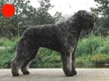 Bouvier Des Flandres in the UK