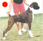 Boxer in the UK