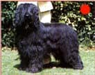 Briard in the UK