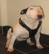 Bull Terrier (English) in the UK
