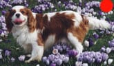 Cavalier King Charles Spaniel in the UK