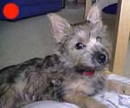 Cairn Terrier in the UK