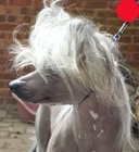 Chinese Crested Dog in the UK