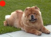Chow Chow in the UK