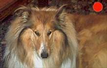 Collie Rough in the UK