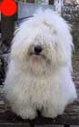 Coton De Tulear in the UK