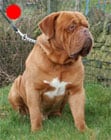 Dogue de Bordeaux in the UK