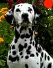 Dalmatian in the UK