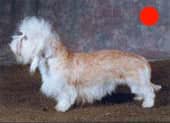 Dandie Dinmont Terrier in the UK