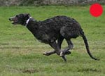 Deerhound in the UK