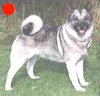 Norwegian Elkhound in the UK