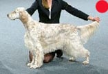 English Setter in the UK