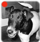 Fox Terrier (smooth haired) in the UK