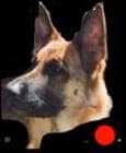 German Shepherd Dog (Alsatian) in the UK