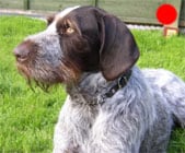 German Wirehaired Pointer in the UK