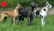 Great Dane in the UK