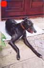Greyhound in the UK