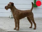 Irish Terrier in the UK