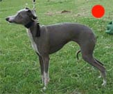 Italian Greyhound in the UK