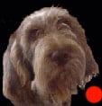 Italian Spinone in the UK