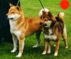 Japanese Shiba Inu in the UK