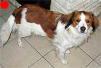 Kooikerhondje in the UK