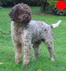 Lagotto Romagnolo in the UK