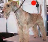 Lakeland Terrier in the UK