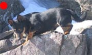 Lancashire Heeler in the UK
