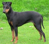 Manchester Terrier in the UK