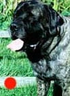 Mastiff in the UK