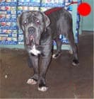 Neapolitan Mastiff in the UK