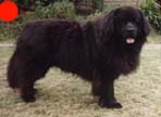 Newfoundland in the UK