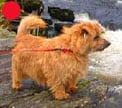 Norfolk Terrier in the UK