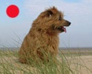 Norwich Terrier in the UK