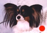 Papillon in the UK