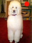 Poodle (Standard) in the UK