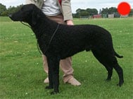 Retriever (Curly Coated) in the UK